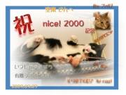 2000nice!from hi-ragi編集.jpg